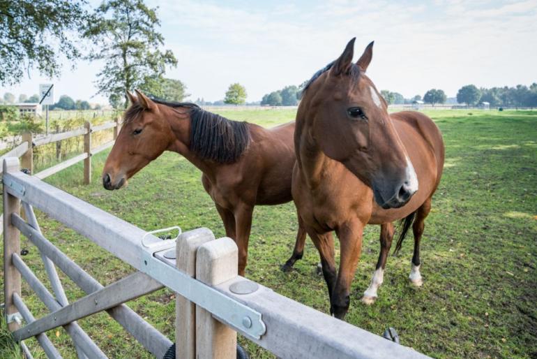 Twee paarden naast een dubbele houten poort