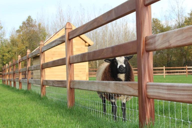 Sheep on a field with a wooden shelter and a wooden fence with a wire mesh on it