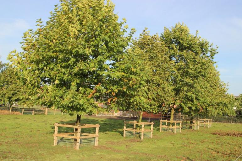 Een groep bomen op een veld met houten boombeschermers en gaas