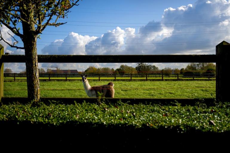 Een alpaca op een veld voor houten omheiningen met 2 rails en vierkante palen