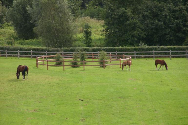 Een veld met houten paardenomheiningen en een ronde houten omheining ter bescherming van bomen