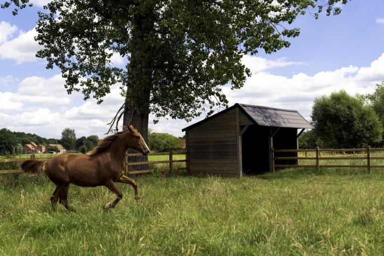 Een dubbele houten paardenschuilstal met zwarte dakpannen verbonden met houten omheiningen met 3 rails op een veld met één paard