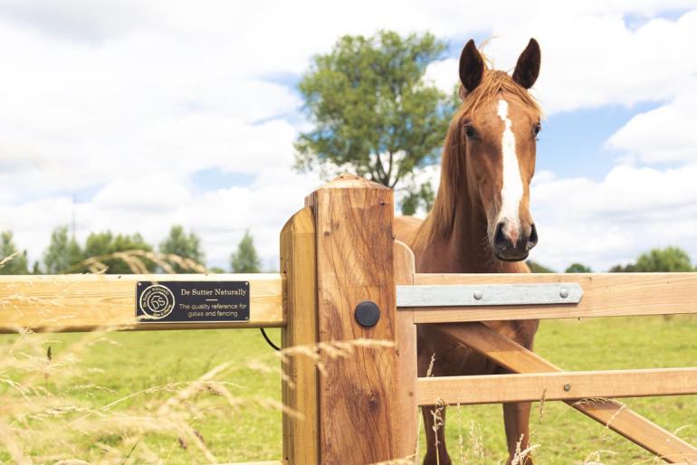 Een paard achter een houten poort aan een houten omheining met rails