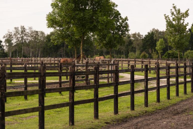 Een veld met paarden en houten omheiningen met drie rails waar de planken door de ronde palen glijden
