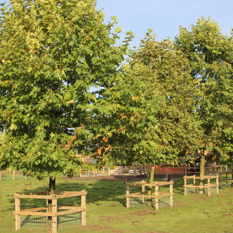 Een groep bomen op een veld met houten boombeschermers en gaas