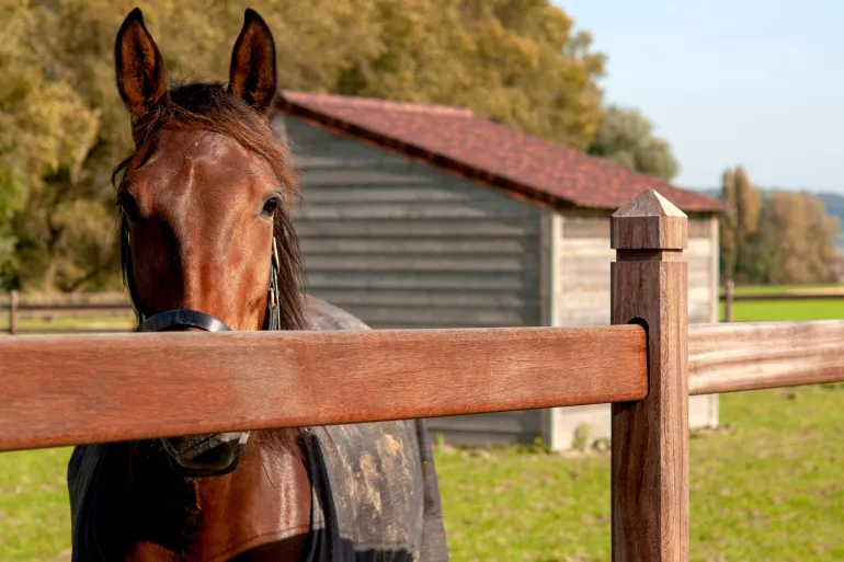 Paard achter houten omheining