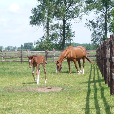 Wooden fences with round posts, three rails and electric wires on a pasture with horses