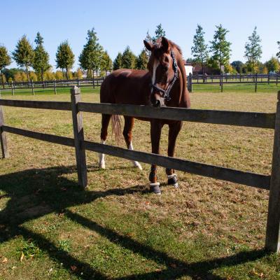 Wooden fence with 2 rails and square posts with diamond top on a field with a horse