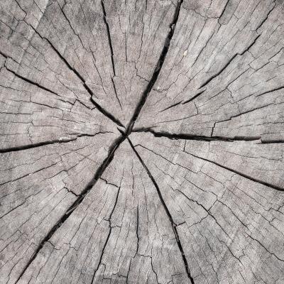 Texture d'une souche d'arbre fissurée