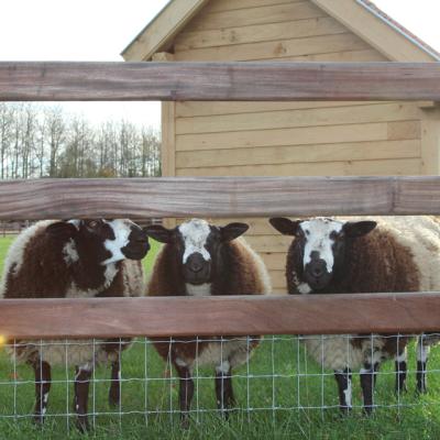 Houten omheining met 3 rails en draadgaas aan de onderkant op een veld met schapen en een houten schuilstal