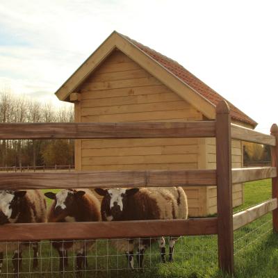 Sheep in a field with a wooden shelter and a wooden fence with netting on it