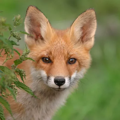 Un renard