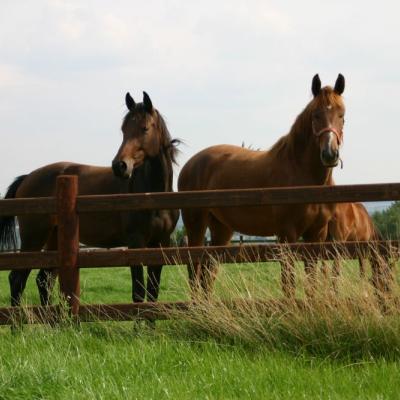 Twee paarden voor een houten hek met ronde palen en 3 spijlen