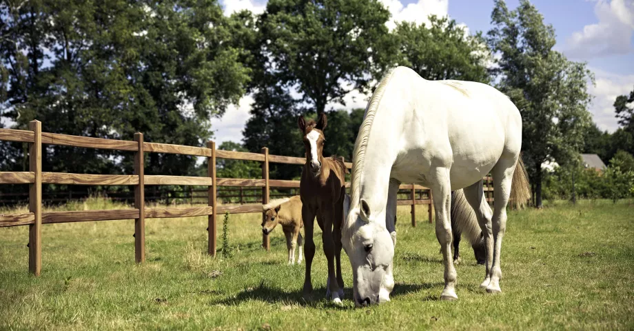 Chevaux dans un champ avec des clôtures en bois à 3 rails