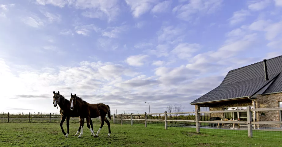 Twee paarden op een veld met houten omheining met 2 rails