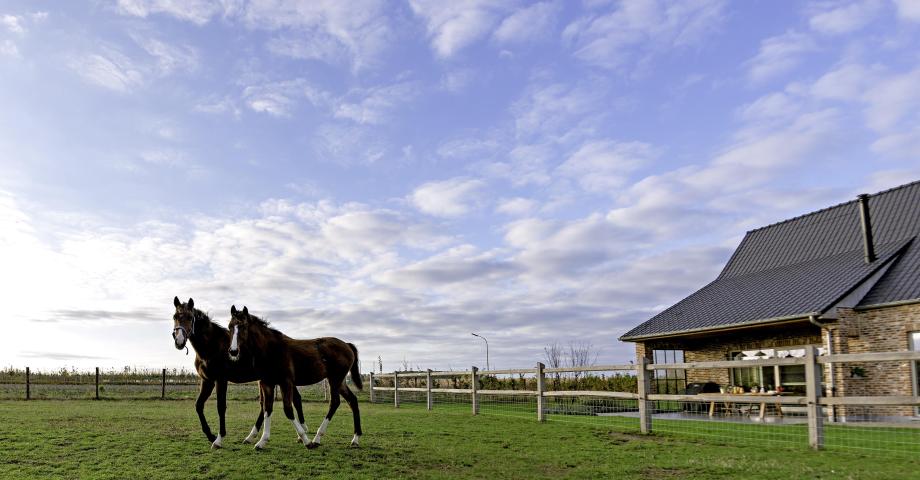 Two horses on a field with wooden fences with 2 rails