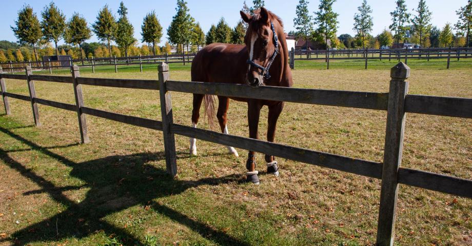 Clôture en bois à 2 rails et poteaux carrés avec sommet en losange dans un champ avec un cheval