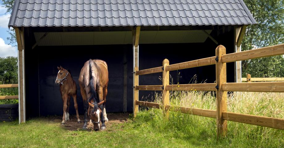 A double wooden horse shelter with black tile roof connected to wooden fencing with 3 rails on a field with two horses