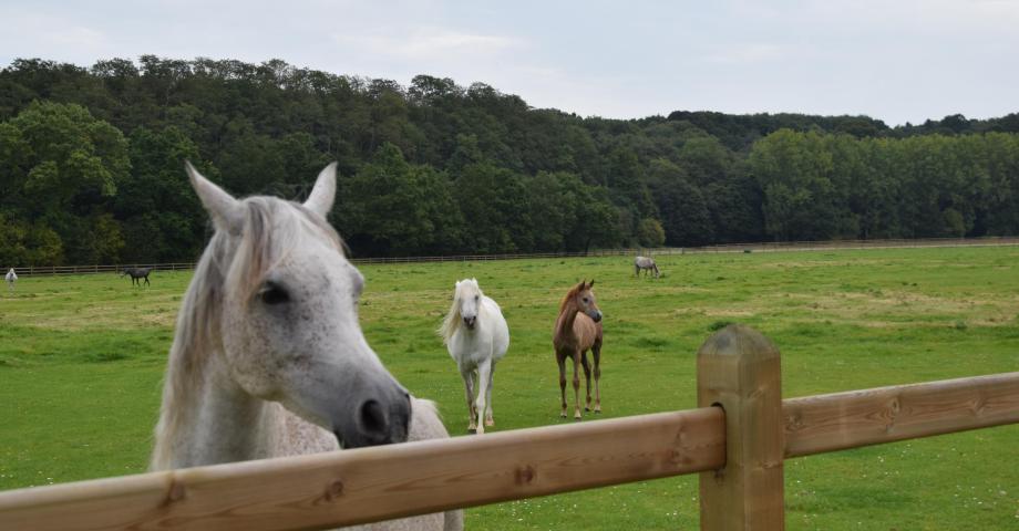 Horses in a field with wooden fences with three rails and boards sliding through the square posts