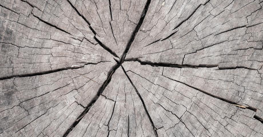 Texture d'une souche d'arbre fissurée