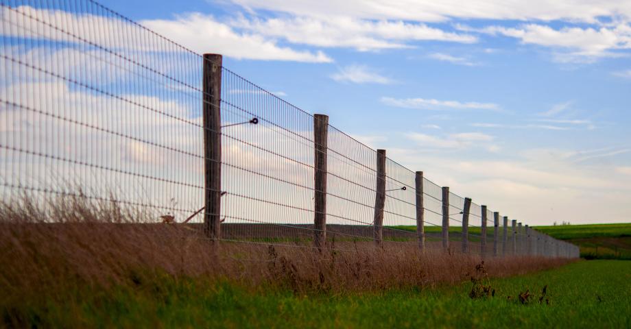 Wire mesh fence with robinia round posts on a field