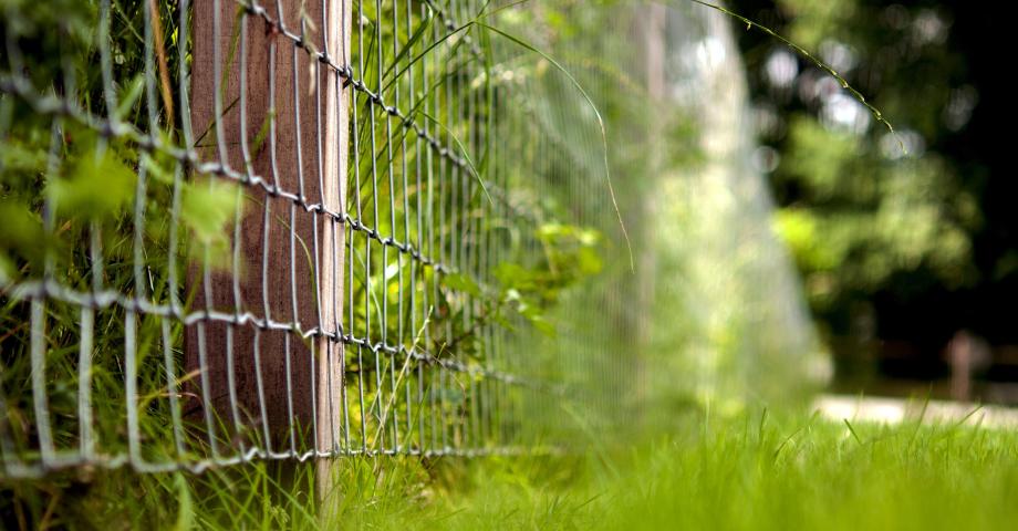 A close-up of a wire mesh fence with square robinia posts