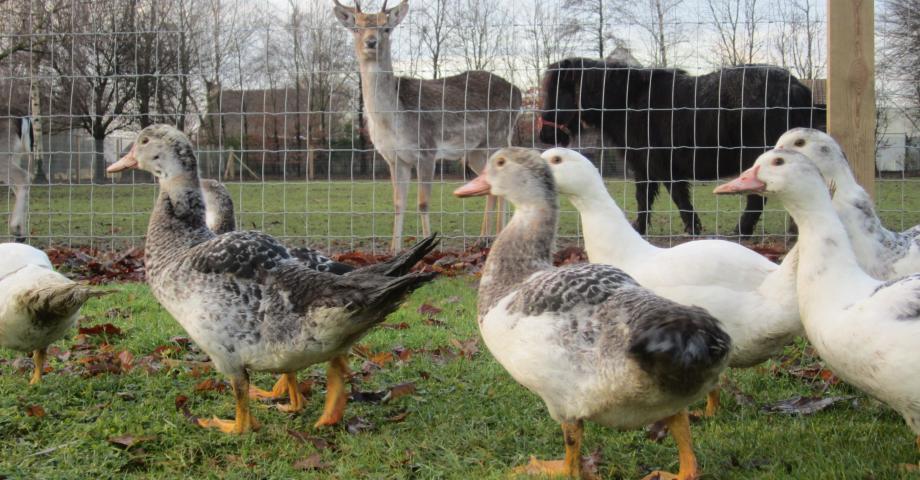 A wire mesh fence with square robinia posts for ducks, deer and a pony.