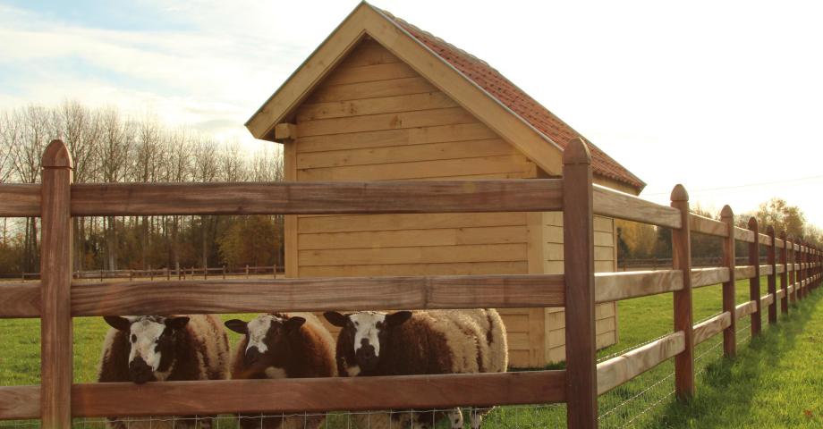 Sheep in a field with a wooden shelter and a wooden fence with netting on it