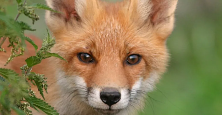 Un renard