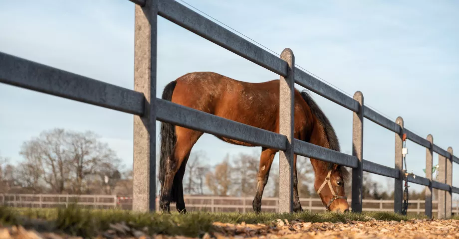 Een omheining met vierkante palen en 2 rails van gerecycled plastic op een weiland met een paard