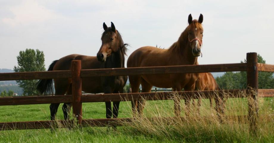 Two horses in front of a wooden fence with round posts and 3 rails