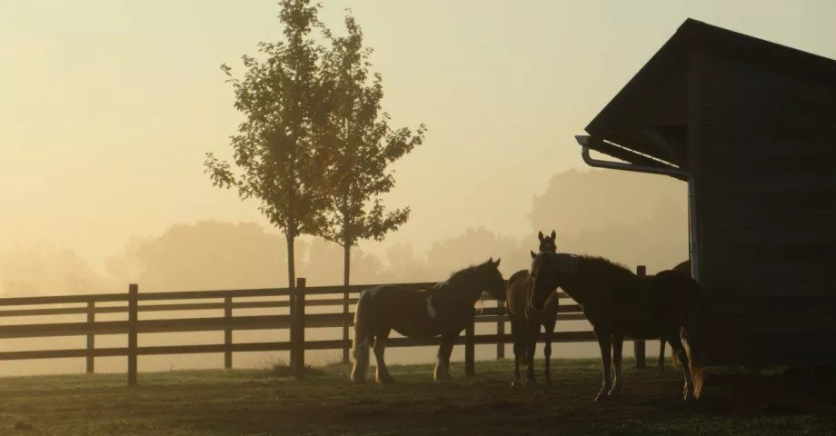 Un groupe de chevaux dans un champ avec des clôtures en bois et un abri en bois