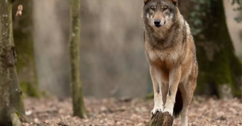 Wolvenleed in Vlaanderen