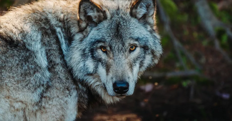 Een wolf